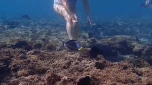рыба-хирург пытается отогнать неосторожную туристку