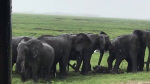 Роды слонихи.