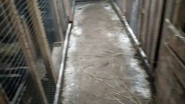 Породное птицеводство,уборка в курятнике,лазы для кур