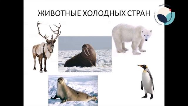 Видеоурок  Животные холодных стран