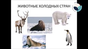 Видеоурок  Животные холодных стран
