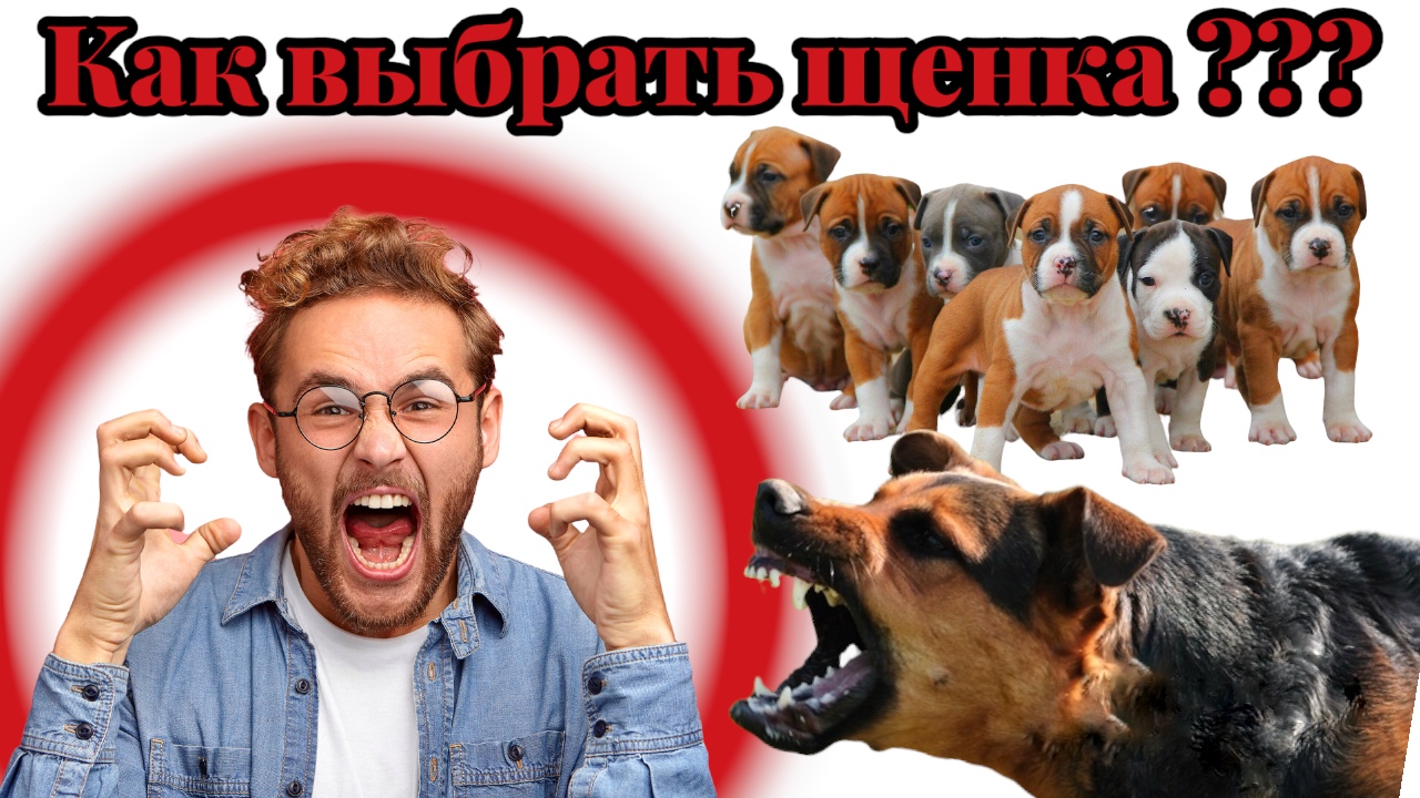 Как выбрать щенка ? Советы на все 100% смотреть онлайн