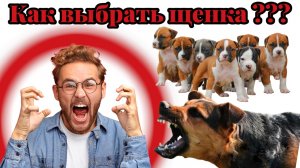 Как выбрать щенка ? Советы на все 100%