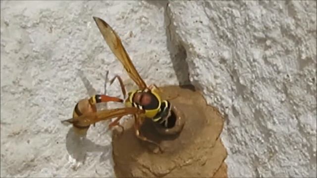 2018 23 10 ГОНЧАРНАЯ ОСА ПРОЦЕСС СТРОИТЕЛЬСТВА ГНЕЗДА смотреть онлайн