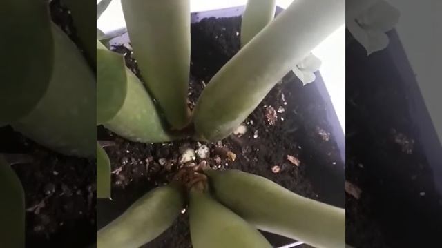 Замиокулькас, что делать с пеньками? смотреть онлайн