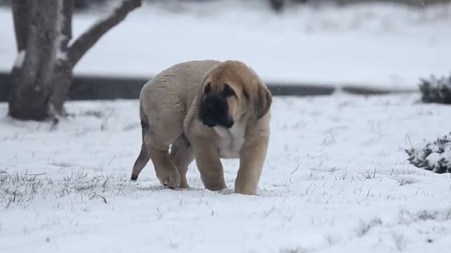 атаман смотреть онлайн