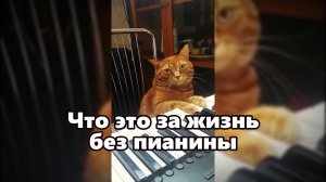 Что это за жизнь без пианино #смешныекоты