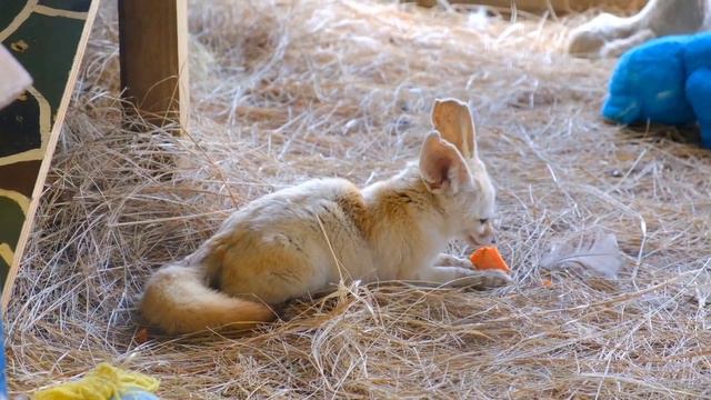 Коты! Обезьяны! Попугаи! Выдры! Гепарды! Махаоны! Слоны! Львы! Фенек! Насекомые! Сурки! Лемуры! смотреть онлайн