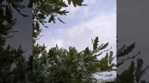 Карликовый дуб, в сосновом бору возле цитадели Нарын-кала в Дербенте.