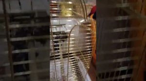 КАК ПРАВИЛЬНО СОДЕРЖАТЬ ВОЛНИСТЫХ ПОПУГАЙЧИКОВ???САМАЯ ПРАВИЛЬНАЯ ИНФОРМАЦИЯ!!!