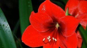 Амариллис. Выращивание. Комнатные растения. Пересадка. Подкормка.