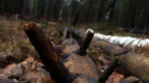 Autumn. Поздняя осень.