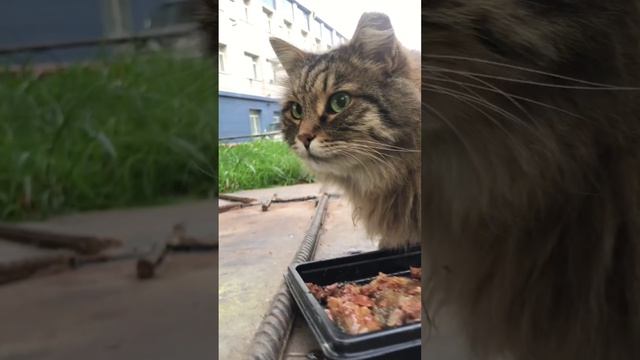 Пулковская придворная Зеленоглазка
