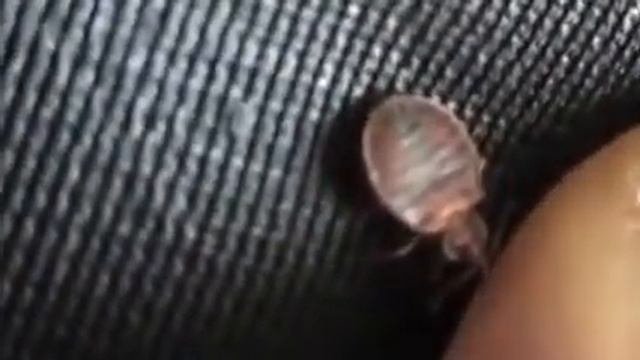 Клопы постельные