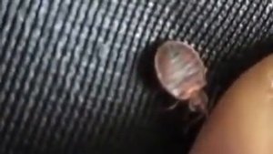 Клопы постельные