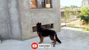 long coat German Shepherd vs cat / немецкая овчарка и кот, немецкая овчарка прыжки