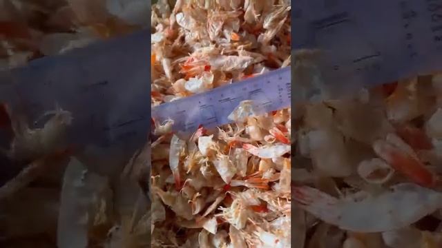 Dried Shrimp Shell for Chitin/Chitosan0084947900124