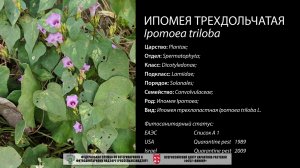 Ипомея трехдольчатая (Ipomoea triloba)