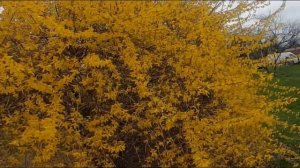 Lynwood Gold Forsythia