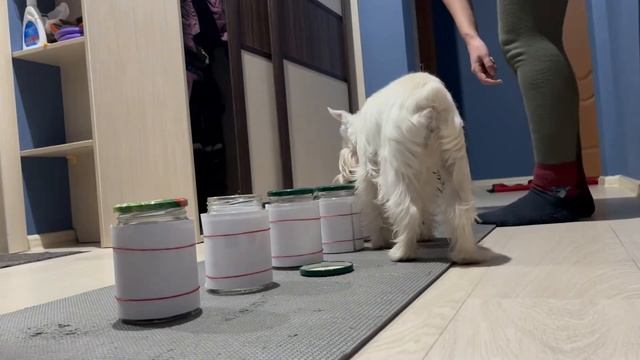 Новые тренировки с собакой/New dog training