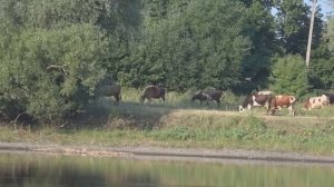 ДЕД на КОРКУ ХЛЕБА КАРАСЯ ТЯГАЕТ!!! РЫБАЛКА НА ПОПЛАВОК в БОЛОТЕ