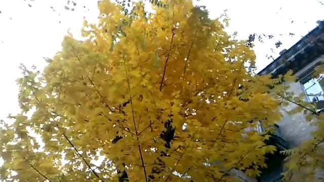 Осенняя аллея смотреть онлайн