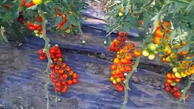Томат-черри ХИЛМА F1 в открытом грунте.mp4 смотреть онлайн