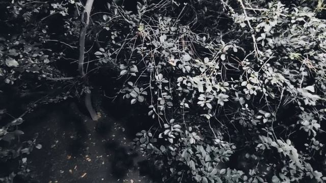 VID 20231011 060121 Смыкает сон тяжелые крыла...(Филип Сидни)...Павел Васильев Лахтинский смотреть онлайн