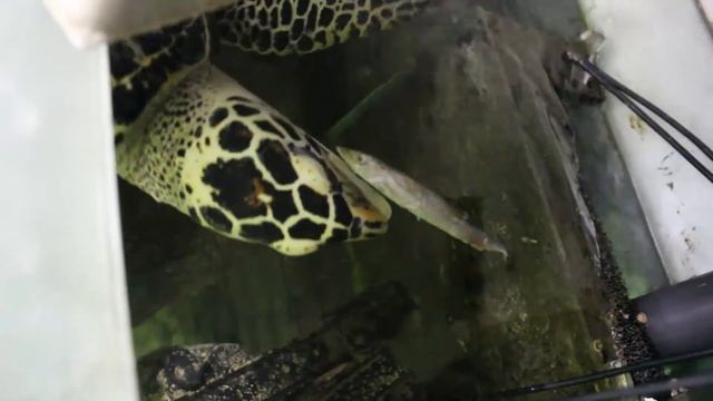 Морская черепаха в нашем аквариуме смотреть онлайн