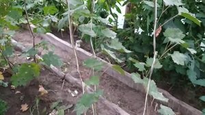 Виноград из косточки показал цвет ягоды. Созревание.