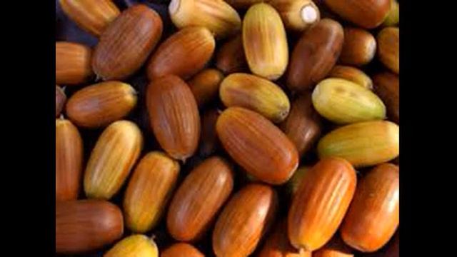 применение желудей дуба смотреть онлайн