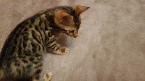 Бенгальский мальчик 2 мес