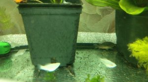 раба в наличии