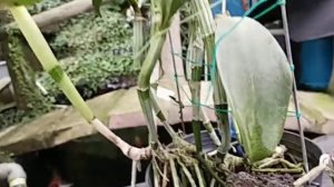 Cattleya violacea var Alba