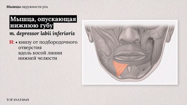 Мимические мышцы: строение и функции