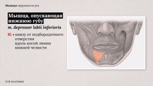 Мимические мышцы: строение и функции