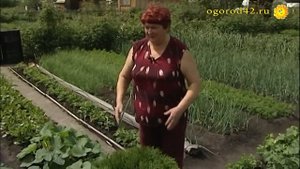 Планирование участка: на 6 сотках огород, теплица, сад, цветник