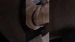 СХВАТКИ РОДЫ ФРАНЦУЗСКИЙ БУЛЬДОГ