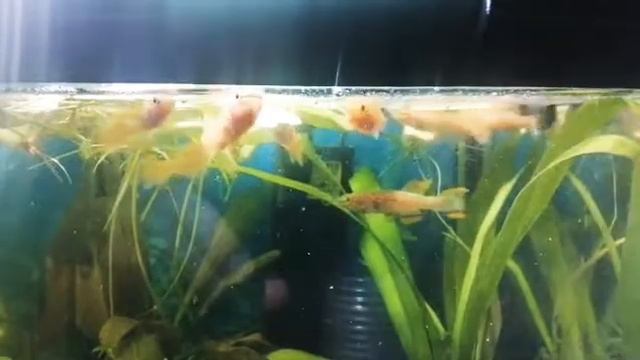 Афиосемион Гарднера жёлтый золотой Afiosemion Gardner yellow gold смотреть онлайн