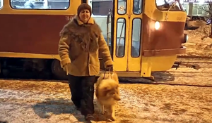 Собака - волонтёр