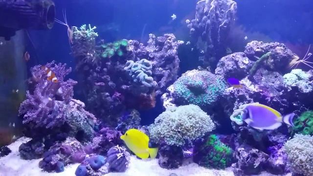 Морской аквариум хелман, белогрудый, зебрасома смотреть онлайн