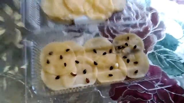Как прорастить семена яблони.