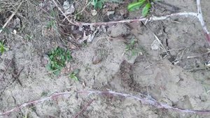 Малина Блэк Джевел. Обрезка однолетнего куста. Март 2021г.