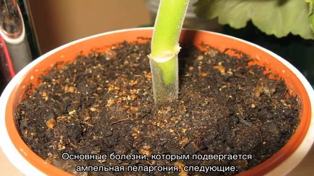 Уход за геранью ампельной или пеларгонией плющелистной: болезни и вредители смотреть онлайн