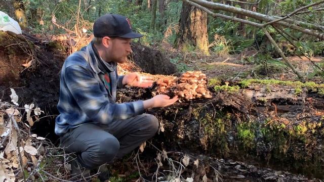 Foragers Advice on Honey Mushrooms - Armillaria Mellea at Salt Point State Park, California смотреть онлайн