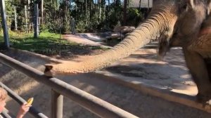 Кормление слонов бананами