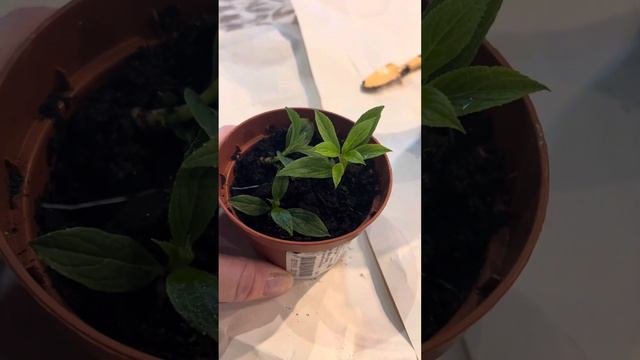 Зимнее размножение метельчатой гортензии почкой#размножениегортензии#метельчатаягортензия
