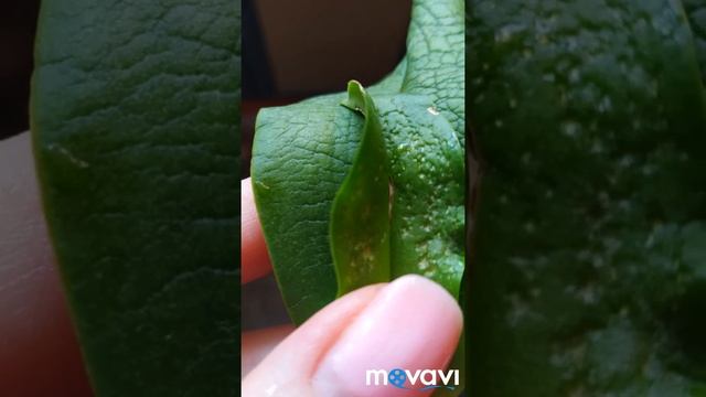 Результаты после фундазола, циркона и Эпина. Мои орхидеи нарастили листочки и к орешки. Наблюден смотреть онлайн