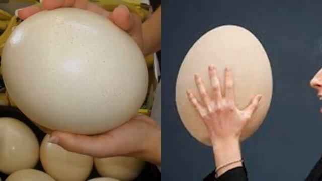 СТРАУС - Не летающий, но быстроногий смотреть онлайн