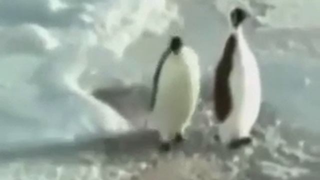 Короче говоря пингвины поют смотреть онлайн